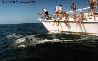 Encuentro con Delfines Comunes en alta mar