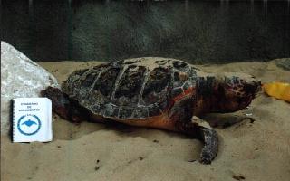 Un Varamiento de Tortuga Boba: Caretta caretta.