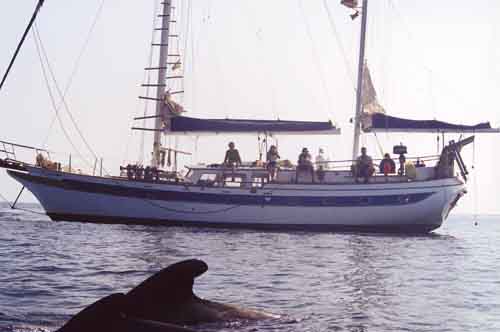 Calder�n Com�n y el Albatros