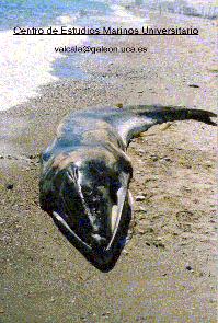 Balaenoptera acutorostrata