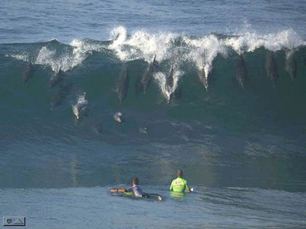 Delfines Surfeando!