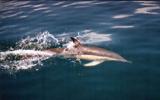 Delf�n Com�n: Delphinus delphis