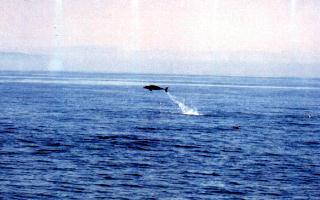 Delf�n Listado: Stenella coeruleoalba