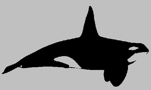 Orcinus orca