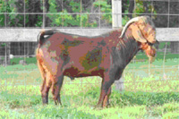 4RB Maximus Roho