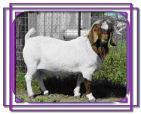 NBBG Renoir