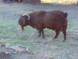 Starbuck's Taurus