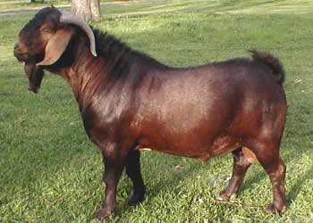 SCS Osirus