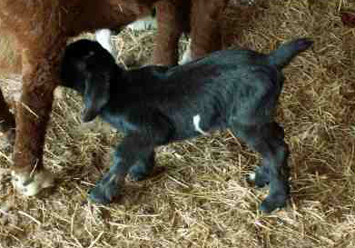 April's Kid
