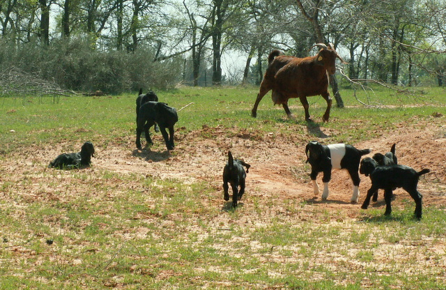 New Kids at play