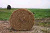 Hay For Sale