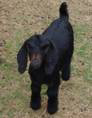 Dawn's black kid