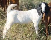 Patches' beautiful kid