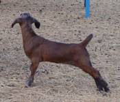 Rose's unusual colored Sable kid