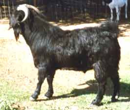 Jet Black's Lignite owned by Troy and Mary Powell