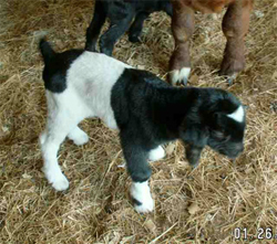 April's Kid