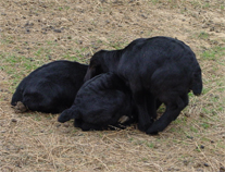 Pile of kids