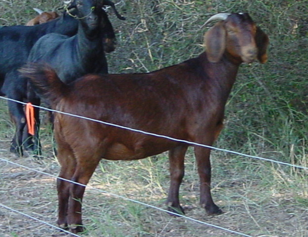 JCJEGGS ROXANNE