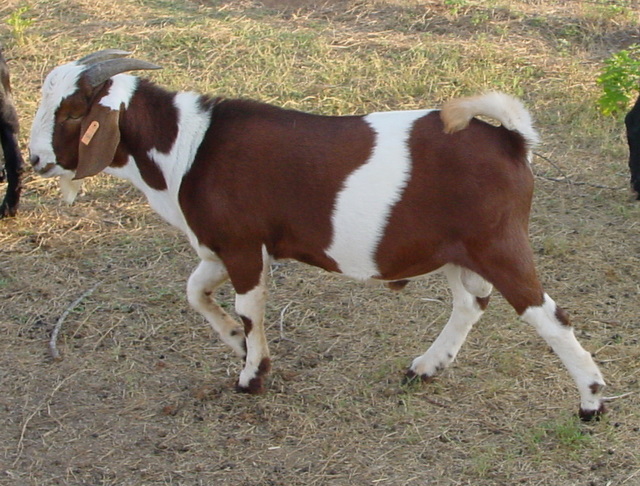 Scout - Buck