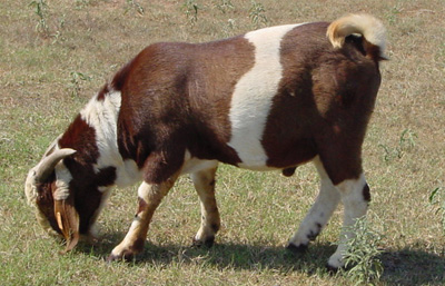 2CM Starbuck's Scout - buck