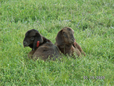 Whitney's twins