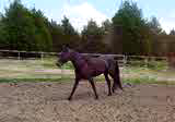 Bad Boy has impeccable blood lines!