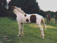 The Color Man's Foal Rhett