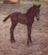Bad Boy's Foal Ebony