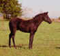 Bad Boy's Foal Ebony