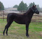 Bad Boy's Foal Silver Bullet