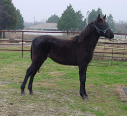 Bad Boy's Foal Silver Bullet
