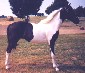 The Color Man's Foal Jim