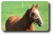 � Fally