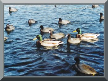 /user/GuiasMay-fotoPatos1.jpg