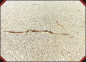 /user/Snake-foto.jpg