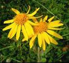 Arnica Montana