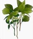 Rhux Toxicodendron