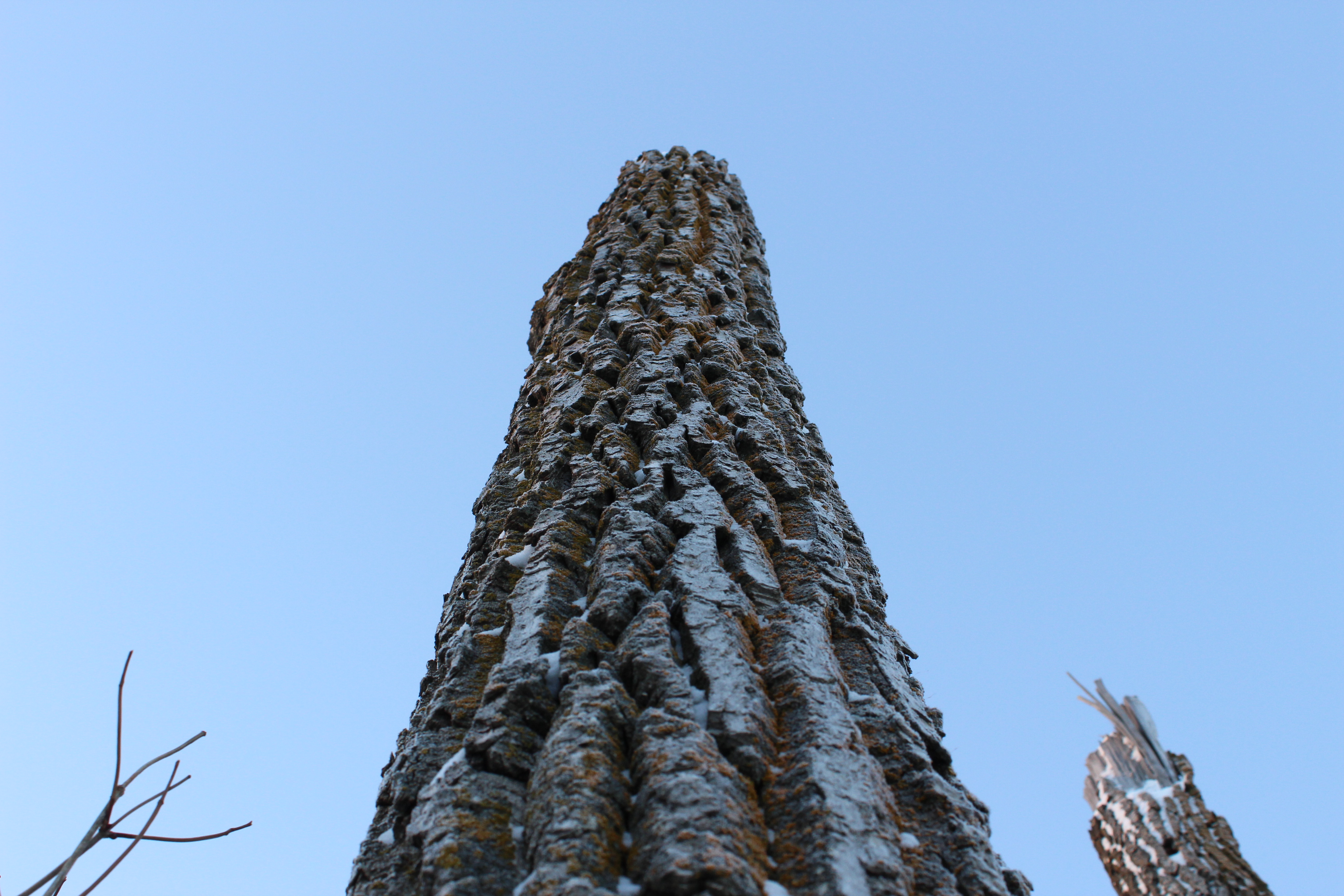 Reaching For The Sky 