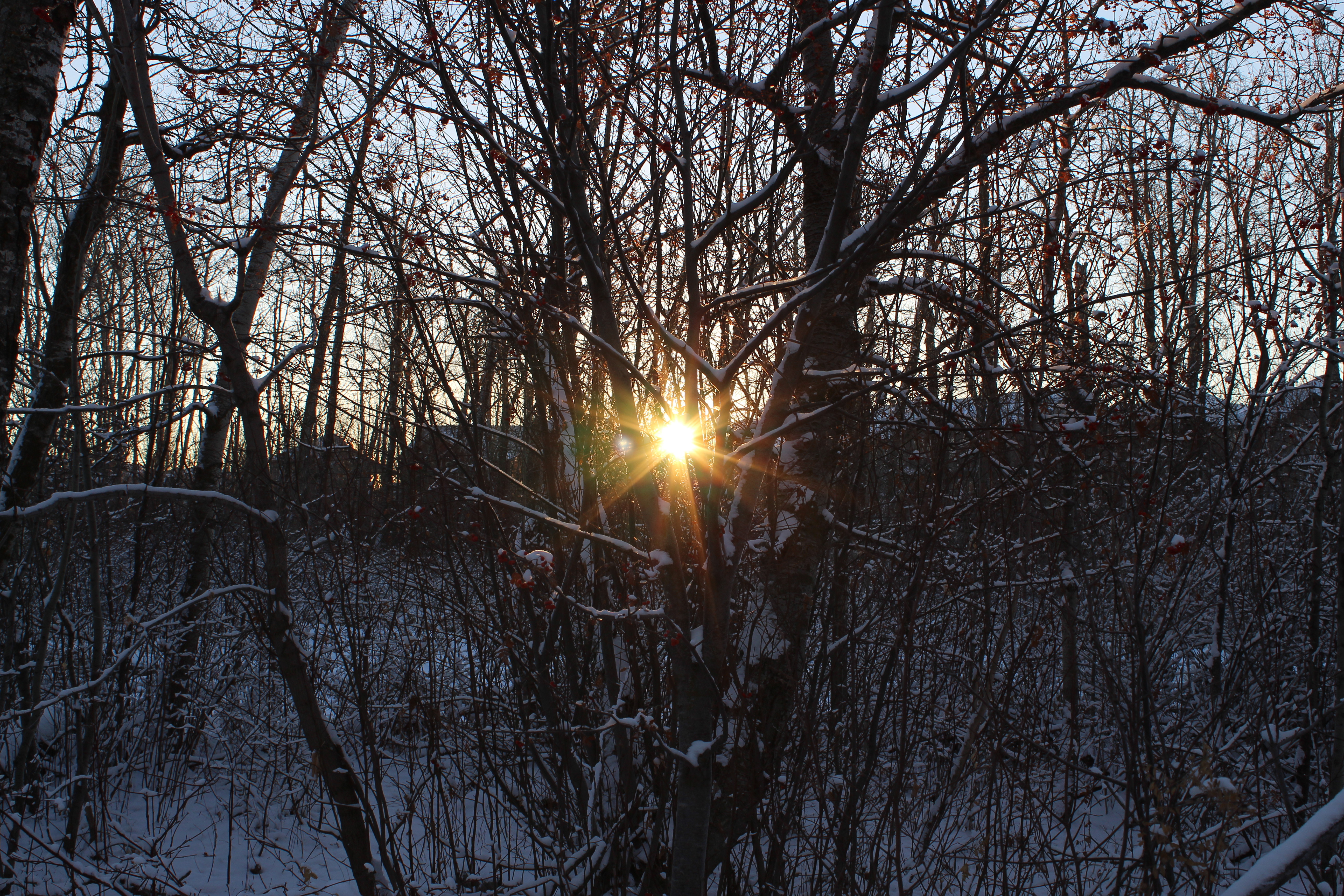 Sunlight Peaking Through