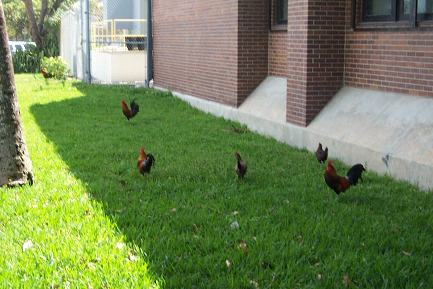 Holy Shit! Chickens at the Post Office!