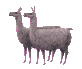 Nice Lllamas