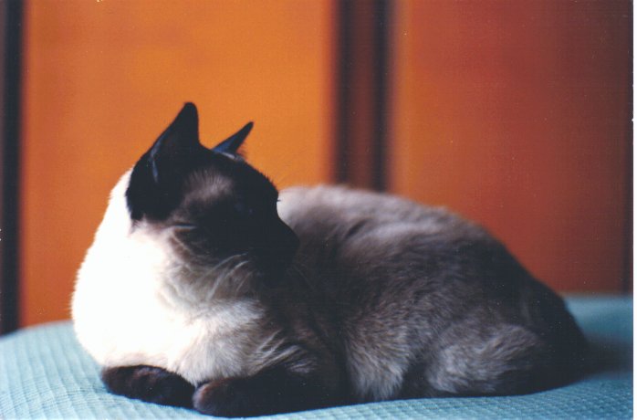 Cleopatra