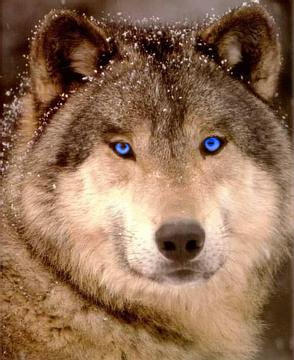 Enter Cerulean Blue's Haven