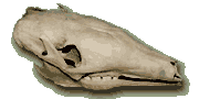aardvark