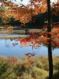 fall
