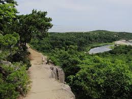 trees