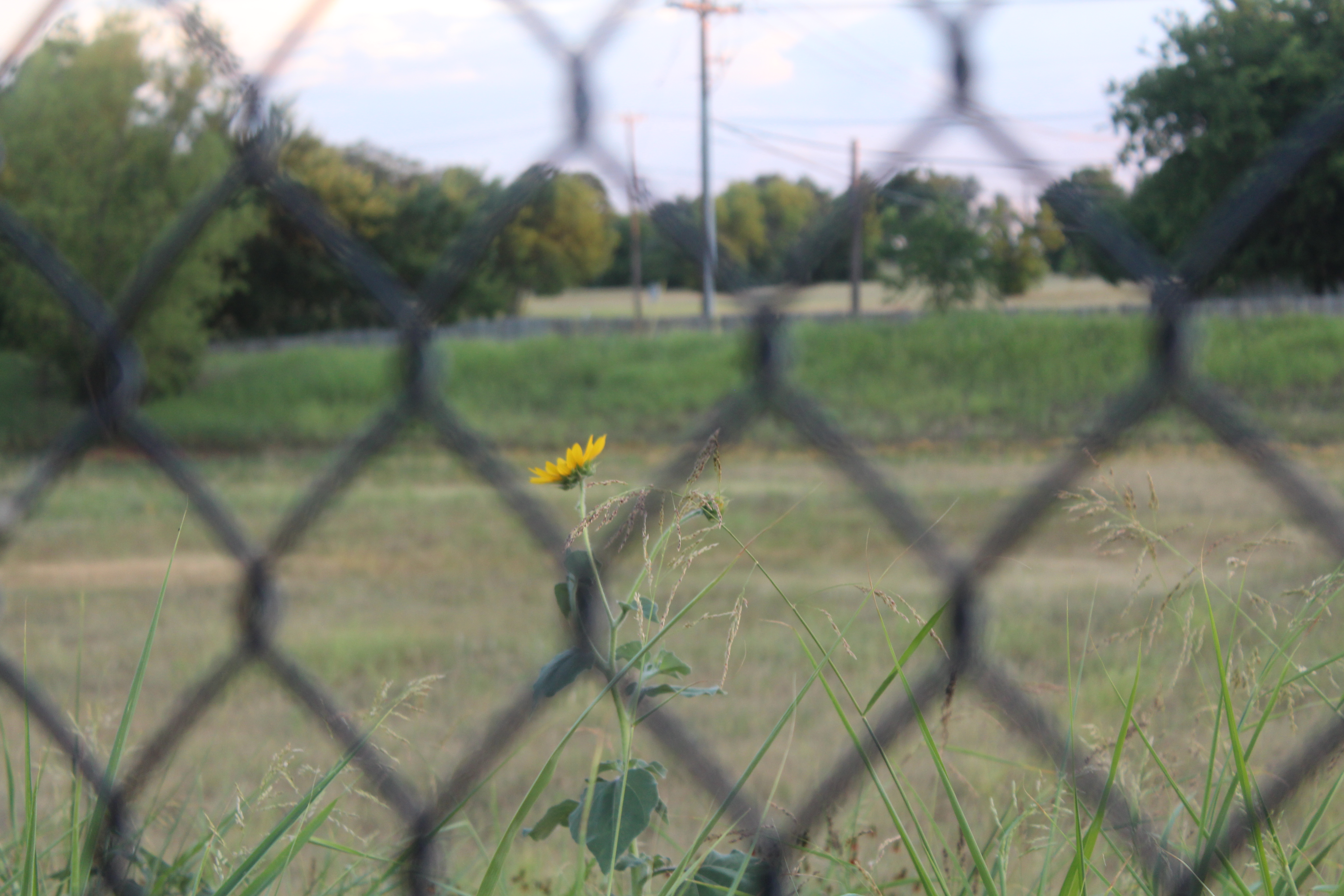 plant