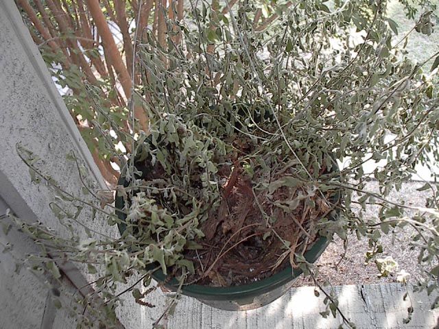 An overview of the hanging basket and nest
