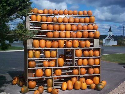 Tidy Pumpkins