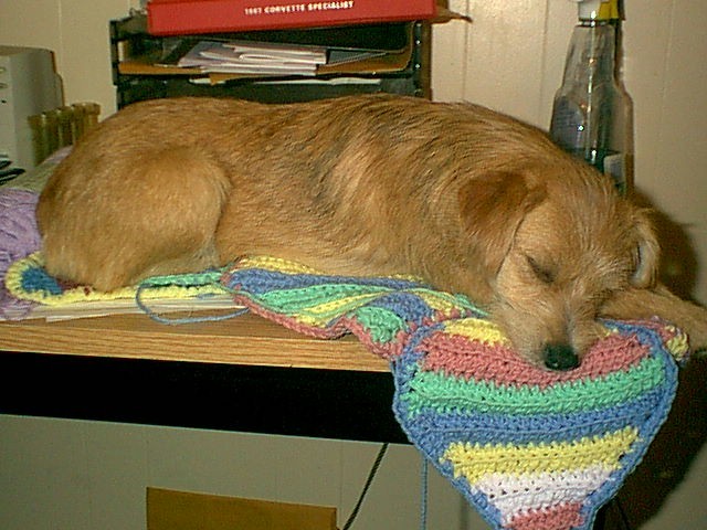 Gypsy napping on her pup-ghan